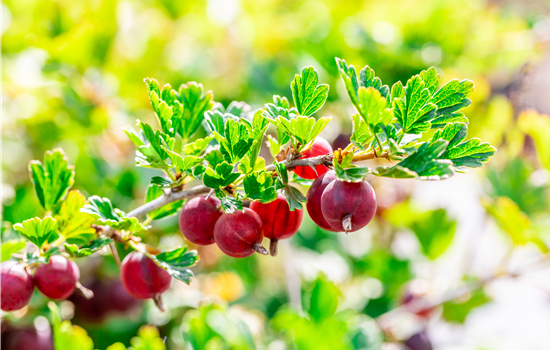 Ribes 'Captivator' Ribes 'Captivator'