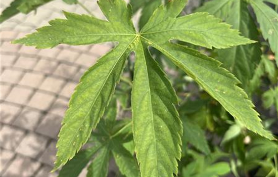 Rubus idaeus 'Sugarleaf'