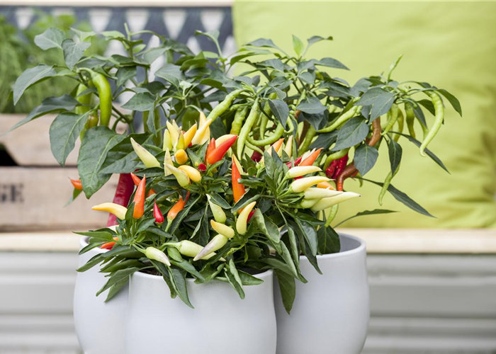 Paprika aus dem eigenen Garten