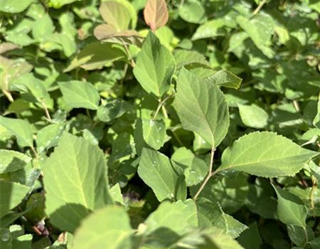 Spiraea jap. 'Double Play Blue Kazoo' Spiraea jap. 'Double Play Blue Kazoo'