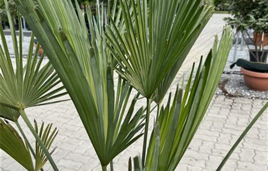 Chamaerops 'Wagnerianus' Chamaerops 'Wagnerianus'