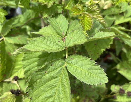 Rubus frut. 'Boysenbeere' Rubus frut. 'Boysenbeere'