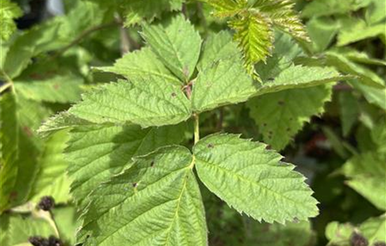 Rubus frut. 'Boysenbeere'