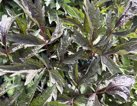 Actaea simplex 'Black Negligee' Actaea simplex 'Black Negligee'