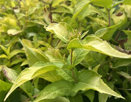 Diervilla rivularis 'Honeybee' Diervilla rivularis 'Honeybee'