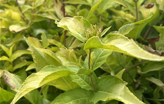 Diervilla rivularis 'Honeybee' Diervilla rivularis 'Honeybee'