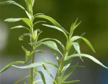 Artemisia dranunculus var. Sativus
