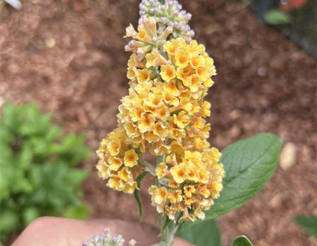 Buddleja weyeriana 'Sungold'