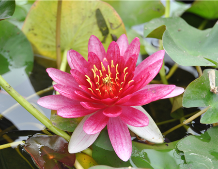 Nymphaea pygmaea 'Rubra'