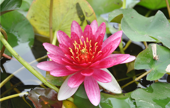 Nymphaea pygmaea 'Rubra'