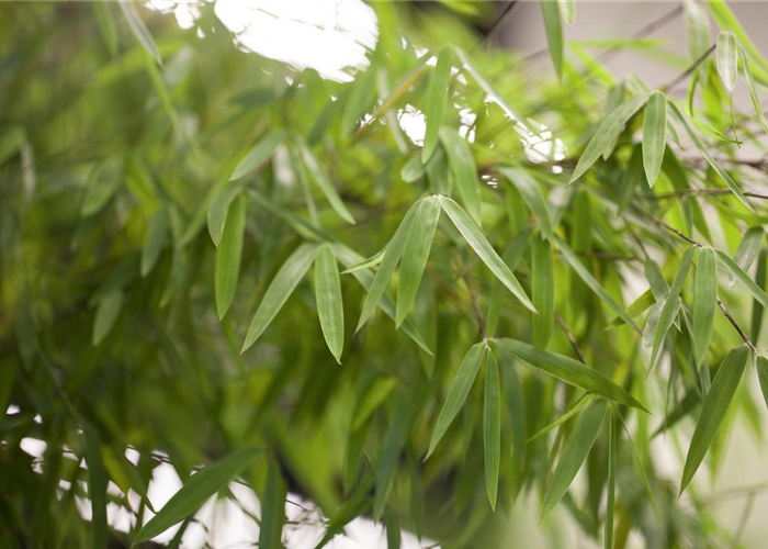 Bambus - der exotische Gartenschmuck