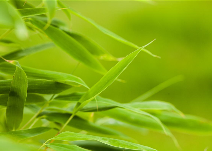 Bambus: prächtiges Gras aus Asien Bambus: prächtiges Gras aus Asien