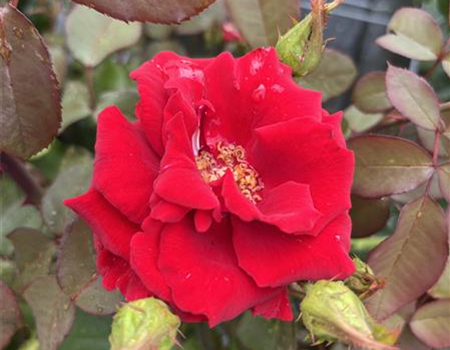 Rosa 'Graf Lennart'