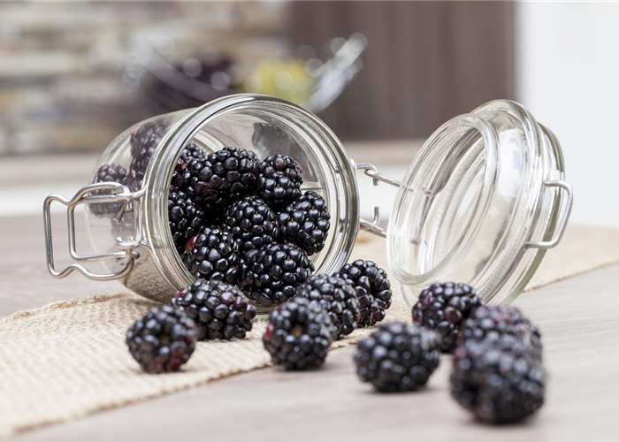Obst im Kübel: Brombeeren