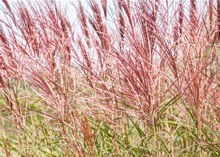 Gräser – vielseitig und schön Gräser – vielseitig und schön