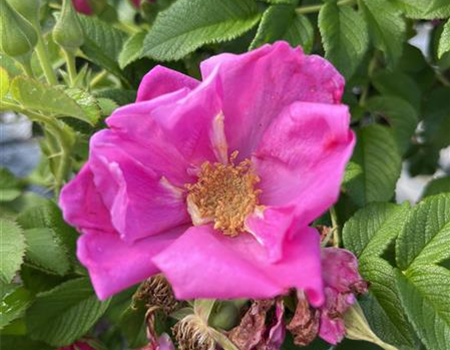 Rosa rugosa 'Angelia Pink'