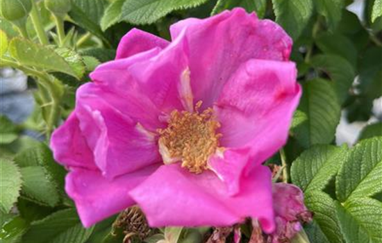 Rosa rugosa 'Angelia Pink'