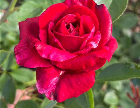 Rosa 'Deep Impression' Rosa 'Deep Impression'