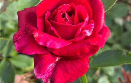 Rosa 'Deep Impression'