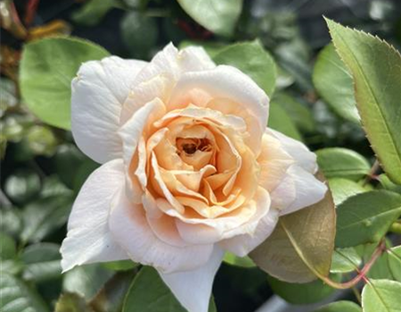 Rosa 'Lion's Rose' Rosa 'Lion's Rose'