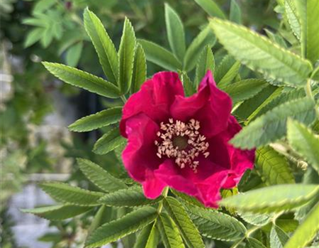 Rosa 'Strandperle Amrum'