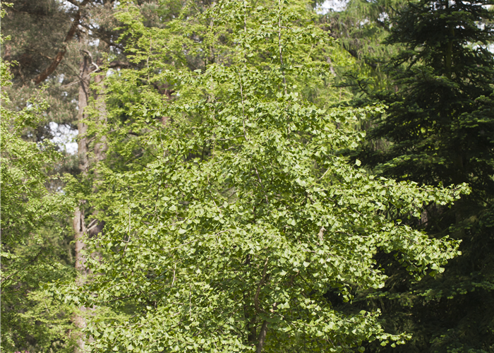 Fächerblattbaum - Ginkgo biloba