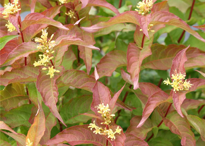Buschgeißblatt - Diervilla splendens 'Kodiak Orange'