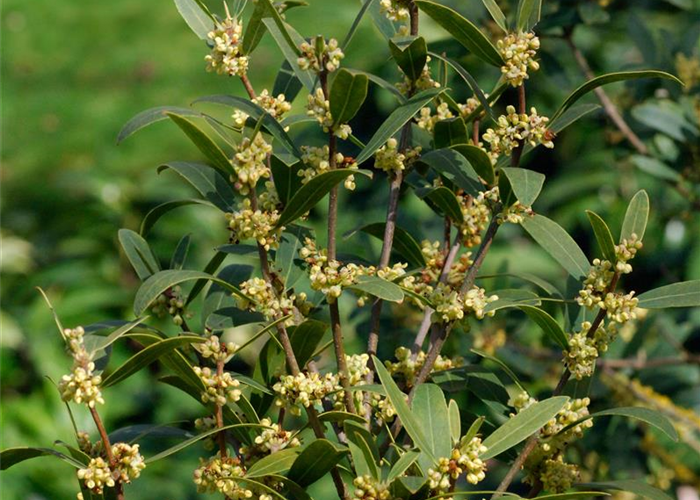 Steinlinde - Phillyrea angustifolia