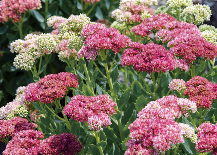 Fette Henne - Sedum Arten