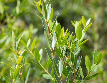 Phillyrea angustifolia