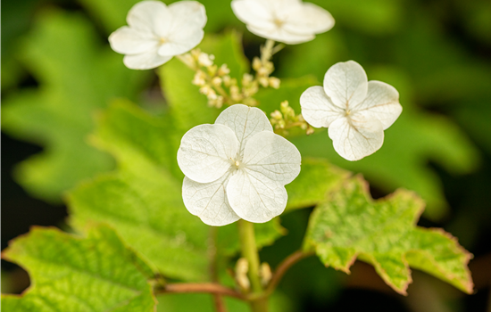 Hydrangea quercifolia 'Ruby Slippers'