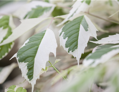 Acer negundo 'Flamingo'