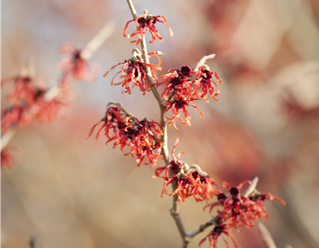 Hamamelis intermedia 'Feuerzauber