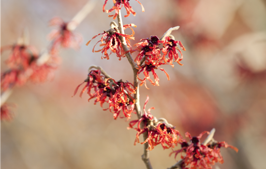Hamamelis intermedia 'Feuerzauber