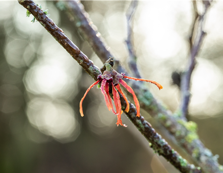 Hamamelis intermedia 'Jelena'