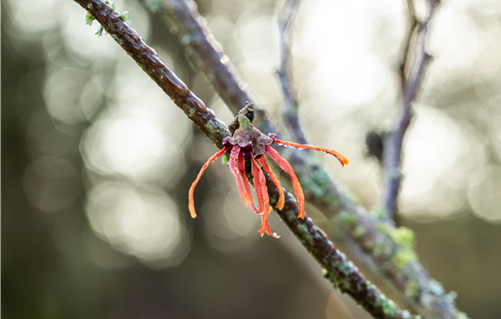 Hamamelis intermedia 'Jelena'