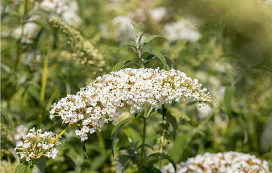 Buddleja 'White Chip'