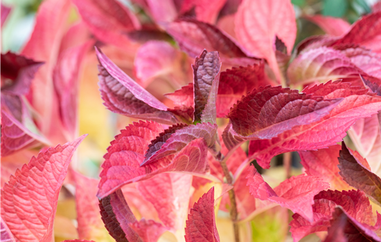Hydrangea serrata 'Cotton Candy'