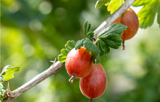 Ribes uva-crispa 'Remarka' Ribes uva-crispa 'Remarka'