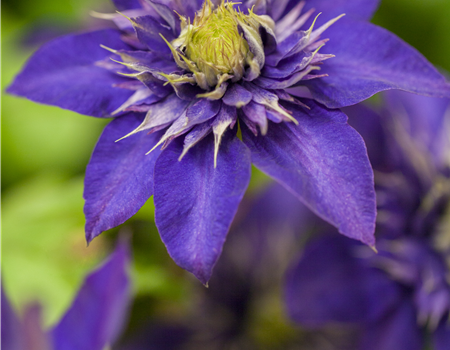 Clematis 'The President'