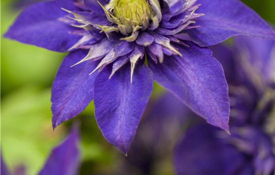 Clematis 'The President' Clematis 'The President'
