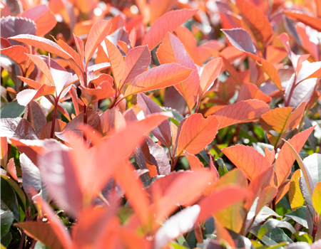 Photinia fras. 'Little Fenna'