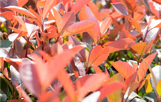 Photinia fras. 'Little Fenna'