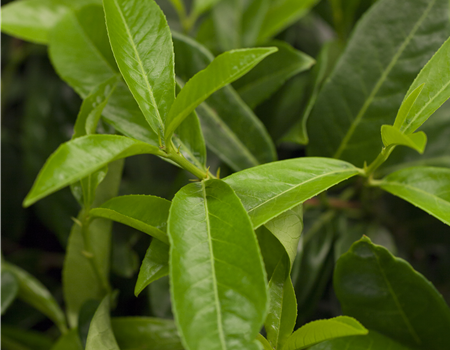 Prunus laurocerasus 'Mount Vernon'