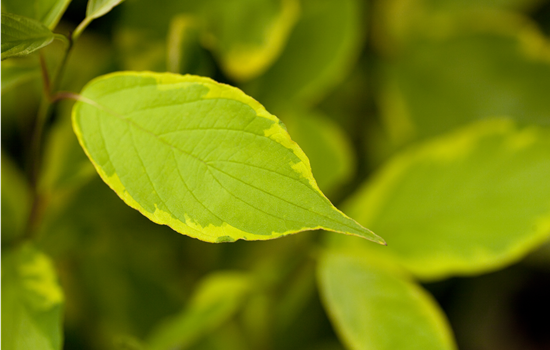 Cornus alba 'Gouchaultii'