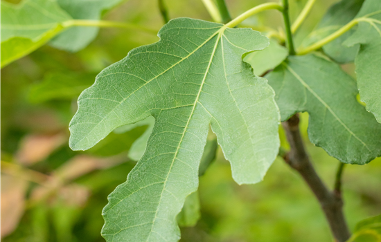 Ficus carica 'Brown Turkey'