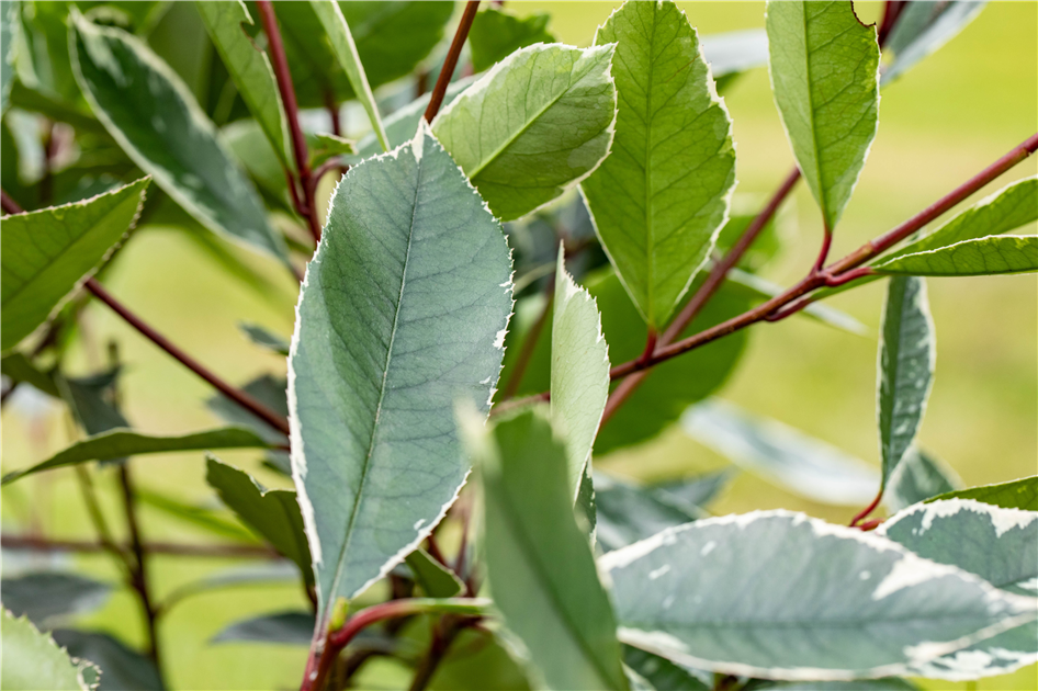 Photinia fraseri 'Louise'