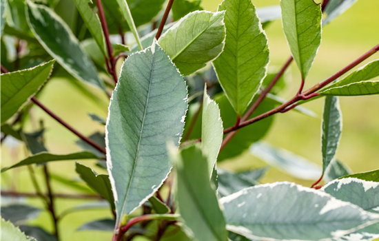 Photinia fraseri 'Louise'