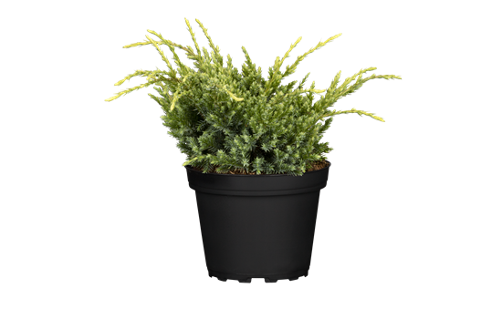 Juniperus squamata 'Holger'