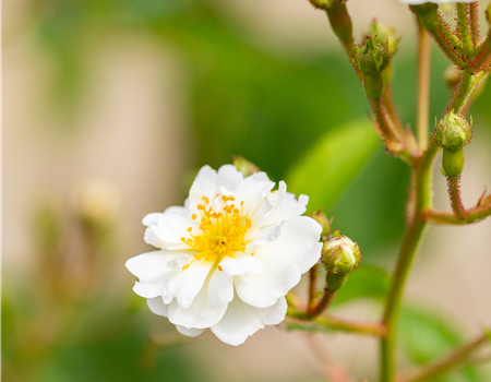 Rosa multiflora Rosa multiflora